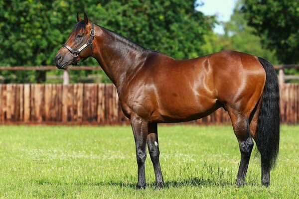 Bloodlines and Breeding: The Story Behind a Racehorse