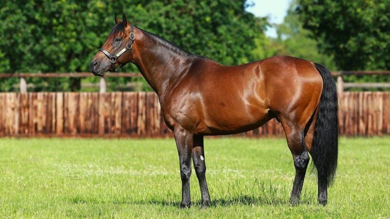 Bloodlines and Breeding: The Story Behind a Racehorse