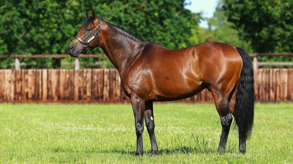Bloodlines and Breeding: The Story Behind a Racehorse